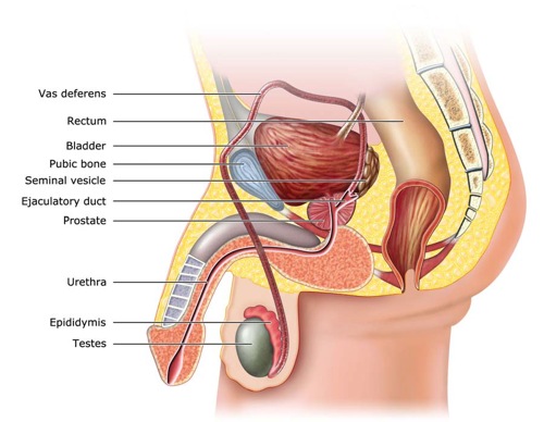 urologist in Nashik